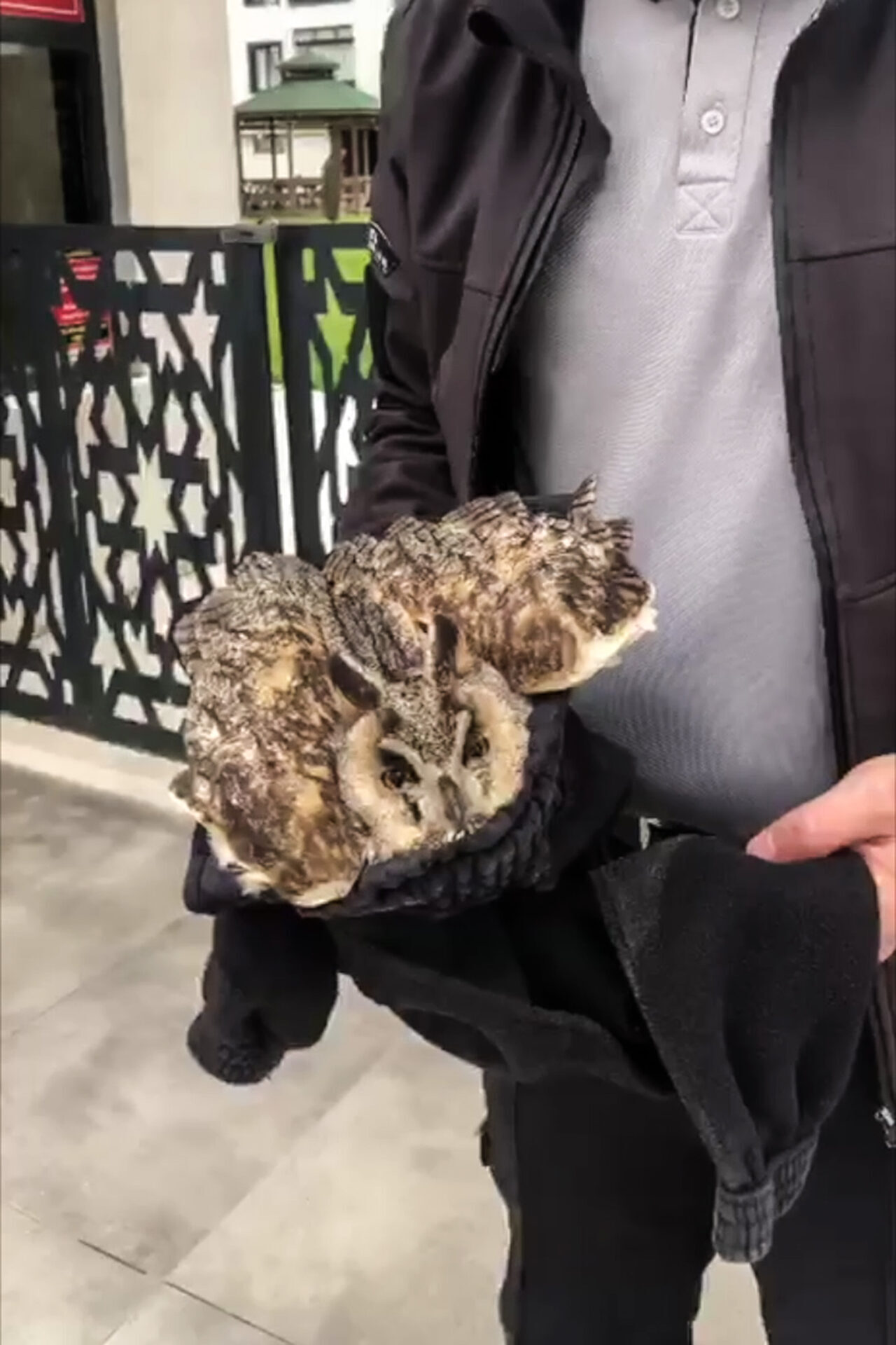 ELAZIĞ (AA) – Elazığ'da kanadı kırık halde bulunan baykuş tedavi