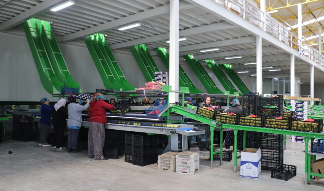 ISPARTA (AA) – Türkiye'de elma üretiminin en fazla yapıldığı illerin