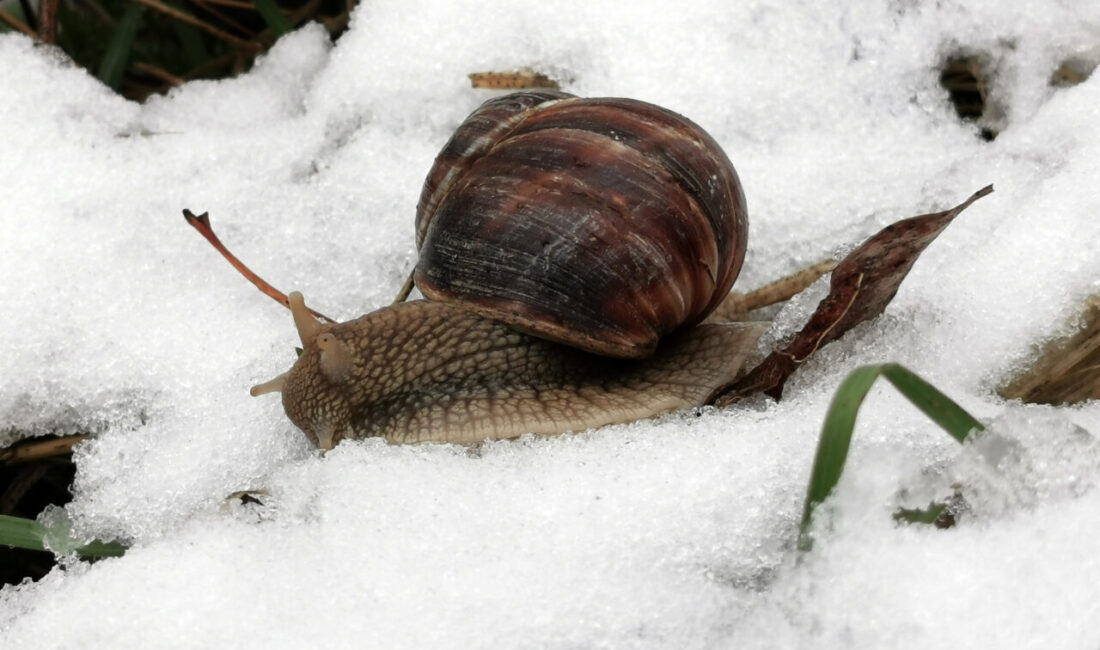 ERZİNCAN (AA) – Erzincan'ın Üzümlü ilçesinde kar yağışı etkili oldu.