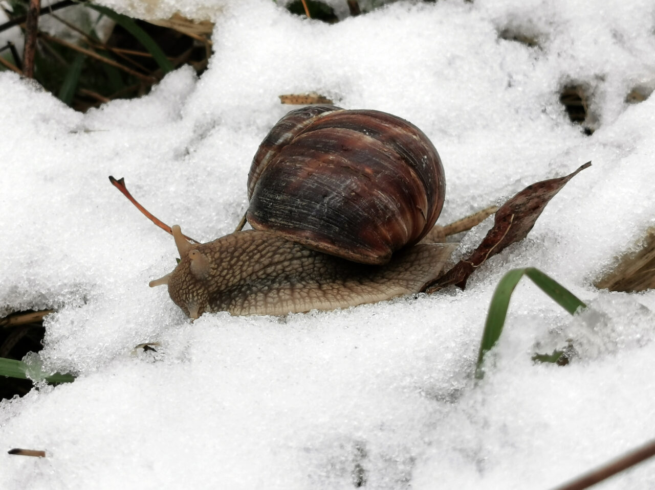 ERZİNCAN (AA) – Erzincan'ın Üzümlü ilçesinde kar yağışı etkili oldu.