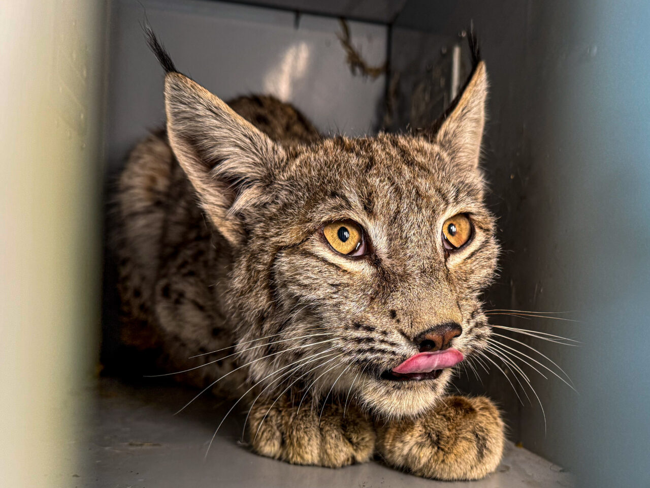 - Muayenede açlıktan bitkin düştüğü anlaşılan ve antibiyotik ile vitamin