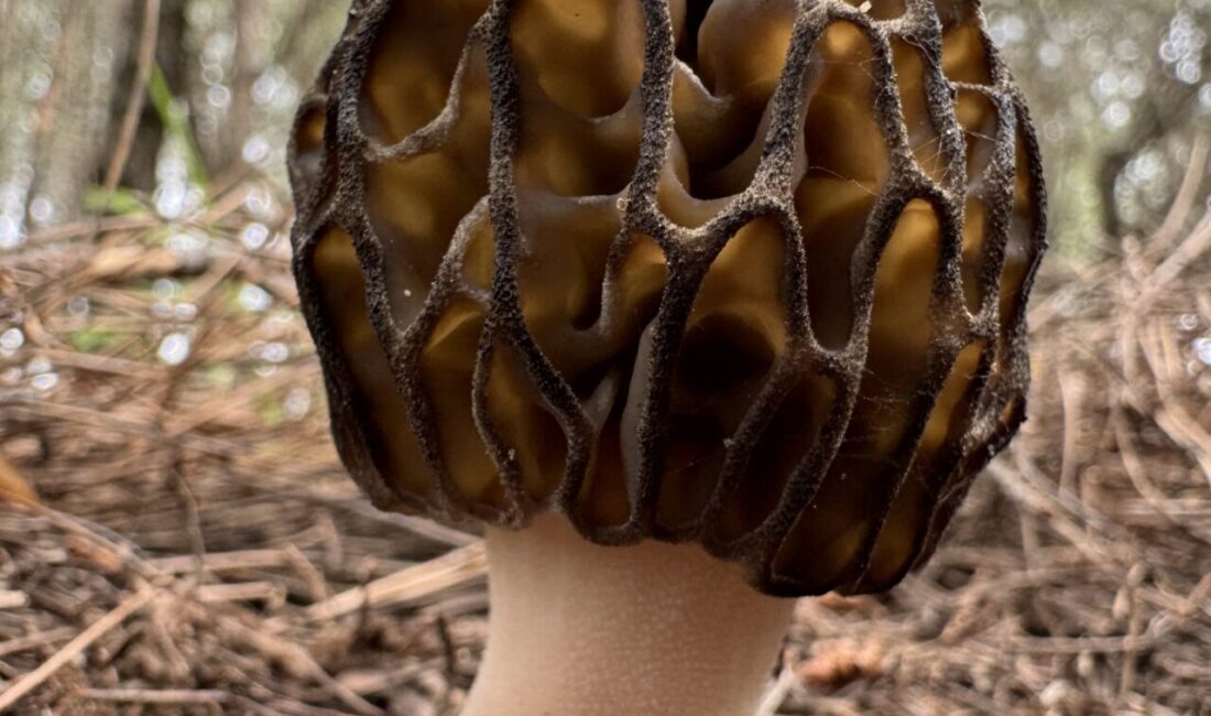 MUĞLA (AA) – Fethiye Ticaret ve Sanayi Odasının (FTSO) "Fethiye