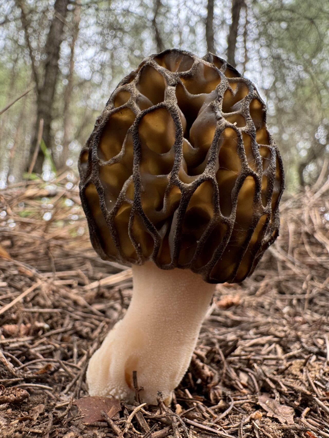 MUĞLA (AA) – Fethiye Ticaret ve Sanayi Odasının (FTSO) "Fethiye