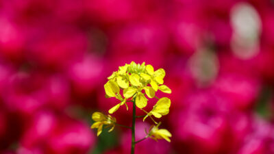 GAZİANTEP (AA) – Gaziantep'te farklı familyalardan çeşitli türde bitkilerin bulunduğu