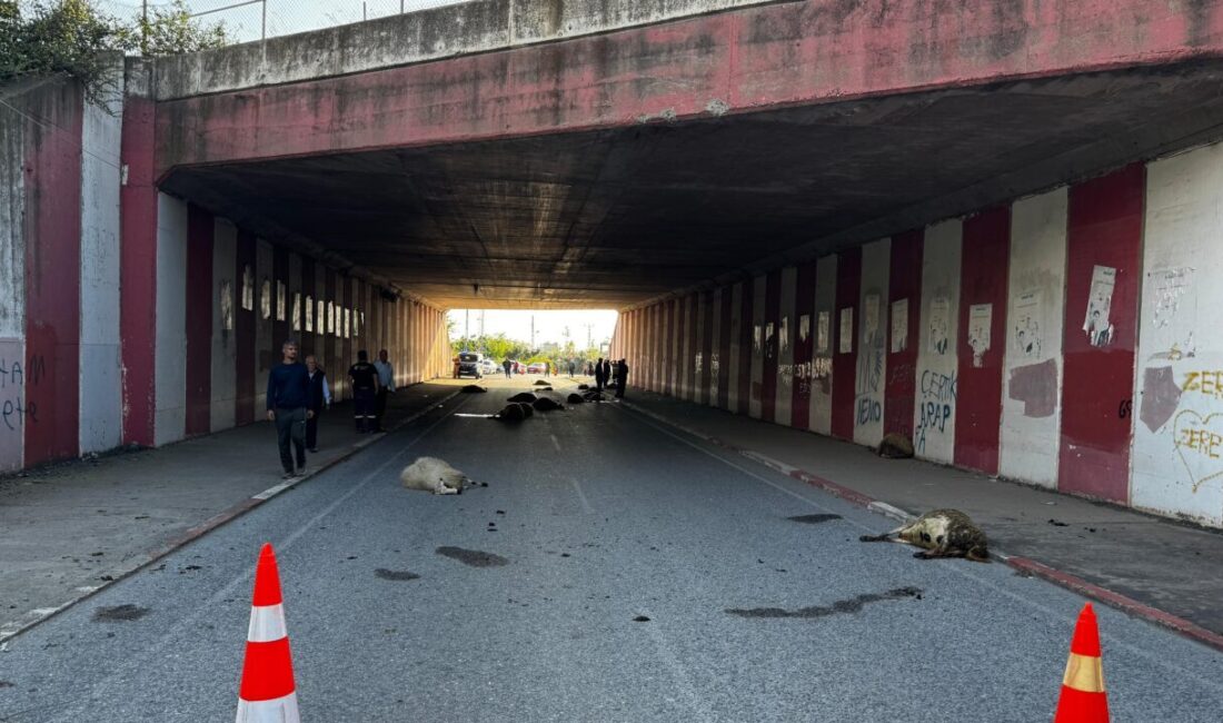 HATAY (AA) – Hatay'ın Dörtyol ilçesinde otomobilin sürüye çarpması sonucu