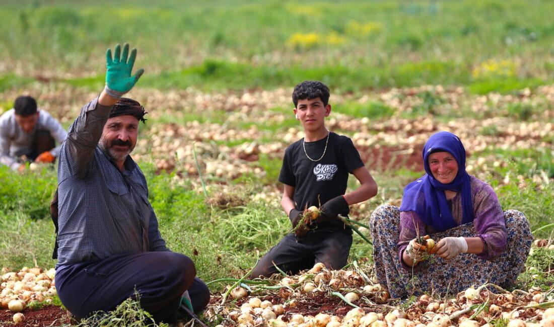HATAY (AA) – Hatay'ın Reyhanlı ilçesinde hasadına başlanan turfanda soğandan