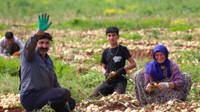 HATAY (AA) – Hatay'ın Reyhanlı ilçesinde hasadına başlanan turfanda soğandan