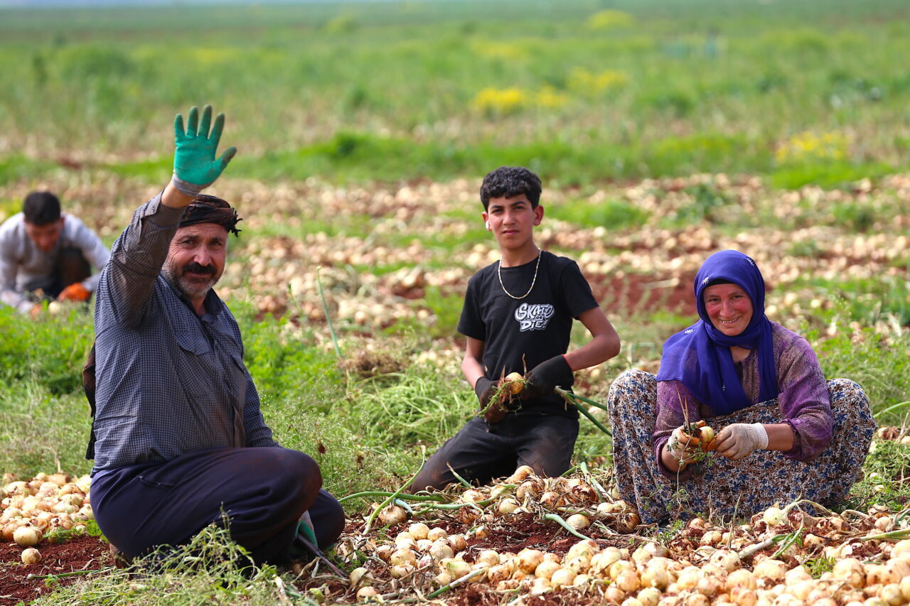HATAY (AA) – Hatay'ın Reyhanlı ilçesinde hasadına başlanan turfanda soğandan