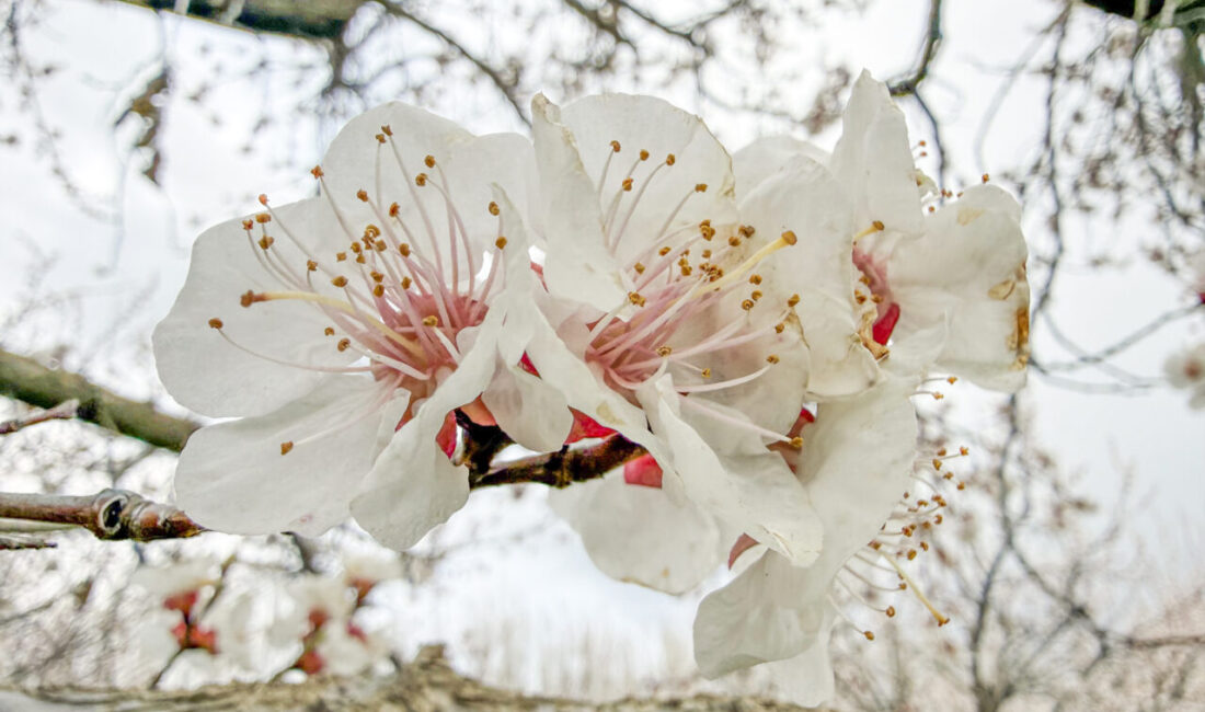 IĞDIR (AA) – Iğdır'daki kayısı ağaçları ilkbaharın gelişiyle çiçek açarak