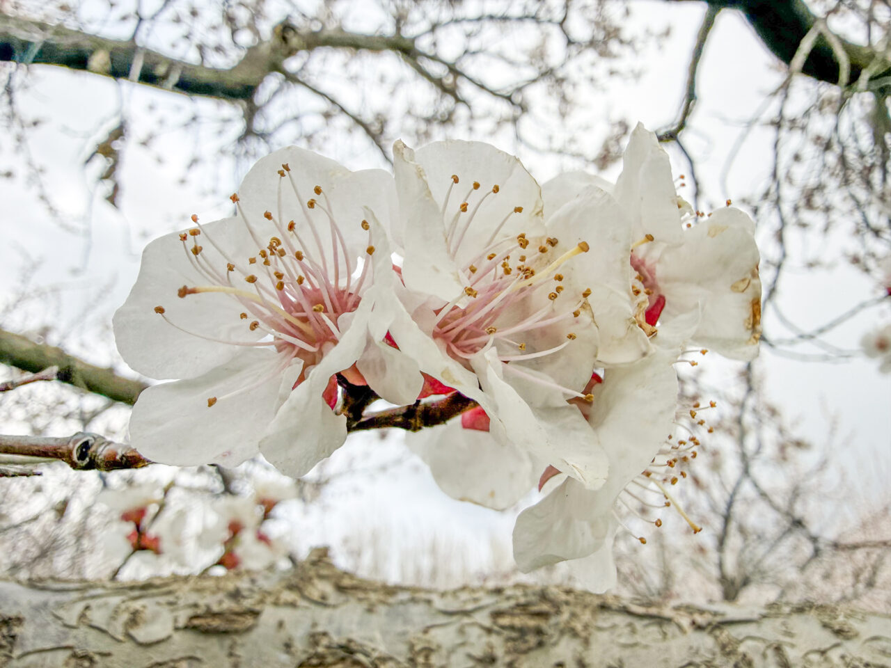 IĞDIR (AA) – Iğdır'daki kayısı ağaçları ilkbaharın gelişiyle çiçek açarak