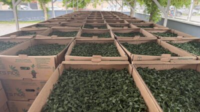 IĞDIR (AA) – Iğdır’da üreticilere 350 bin domates ve patlıcan