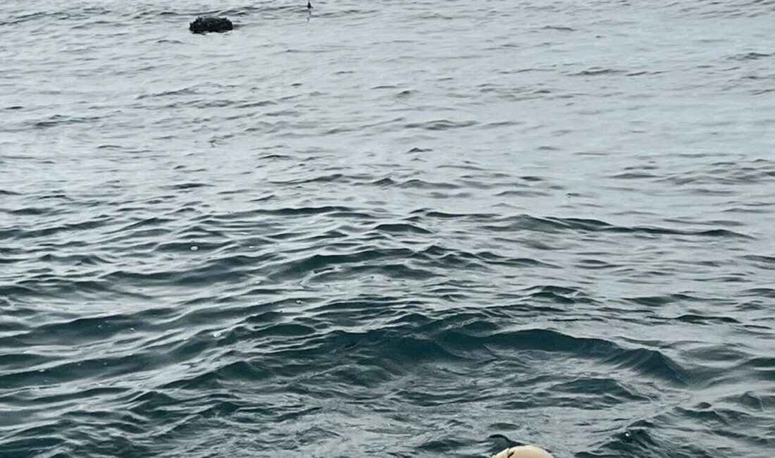 ANKARA (AA) – Milli Savunma Bakanlığı (MSB), İğneada açıklarında tespit