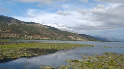 DENİZLİ (AA) – Denizli'nin Çivril ilçesinde, yüzeyi nilüfer çiçekleriyle kaplanan