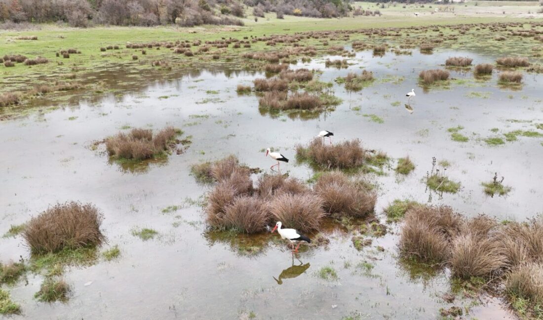 ISPARTA (AA) – Isparta'nın Aksu ilçesinde, "baharın habercisi" leyleklerin, sulak