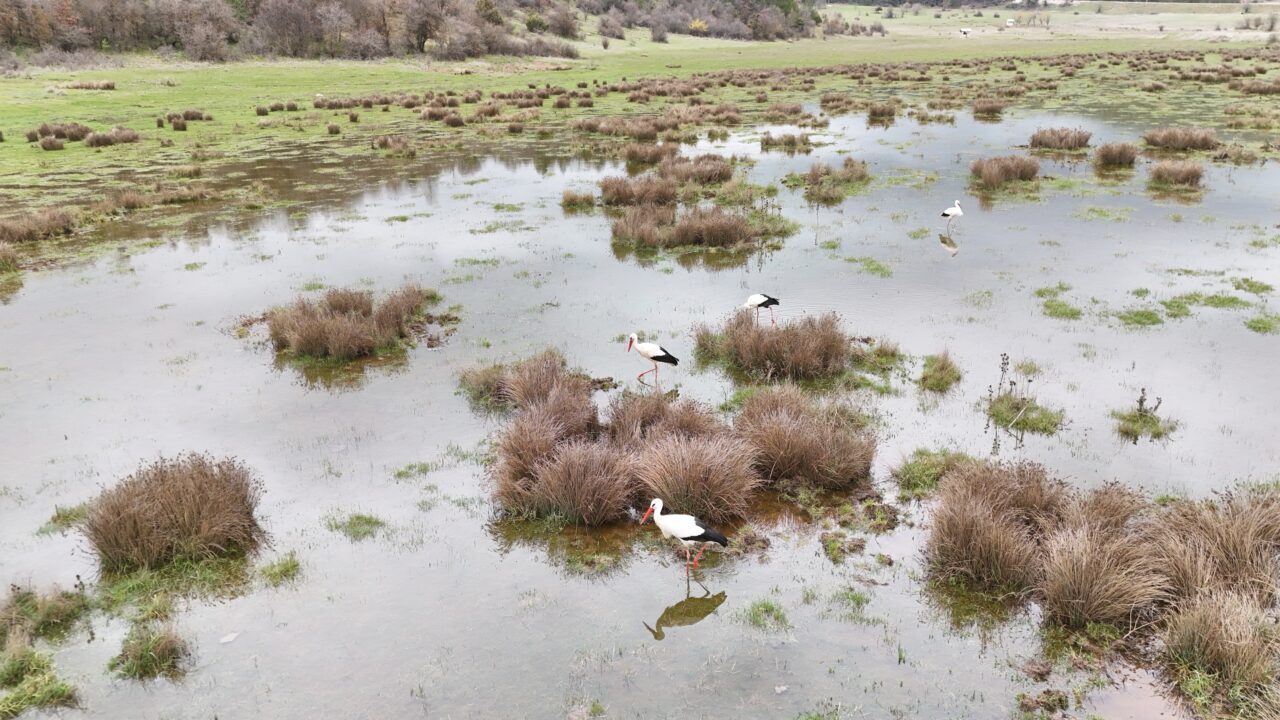 ISPARTA (AA) – Isparta'nın Aksu ilçesinde, "baharın habercisi" leyleklerin, sulak
