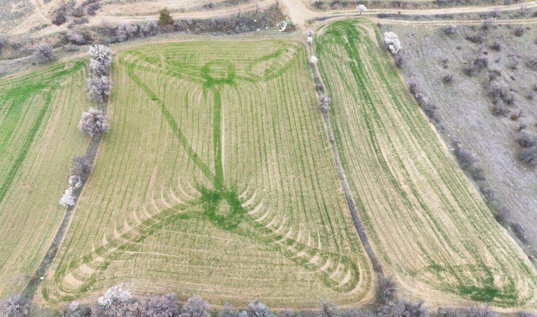 ISPARTA (AA) – Isparta'nın Yalvaç ilçesinde arpa ve buğday tarlalarında,