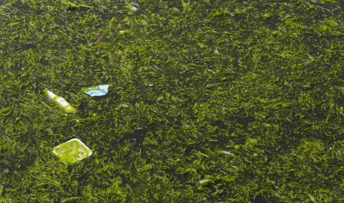 İZMİR (AA) – İzmir'in Konak ilçesinde denizin kıyıya yakın bazı