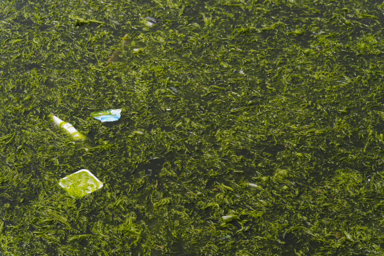 İZMİR (AA) – İzmir'in Konak ilçesinde denizin kıyıya yakın bazı