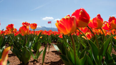 KARAMAN (AA) – Karaman'da baharın gelişiyle açan lale bahçesi, meraklıları