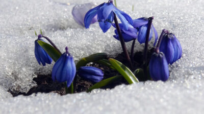 KARS (AA) – Kars'ın Sarıkamış ilçesinde, baharın müjdecisi olarak bilinen