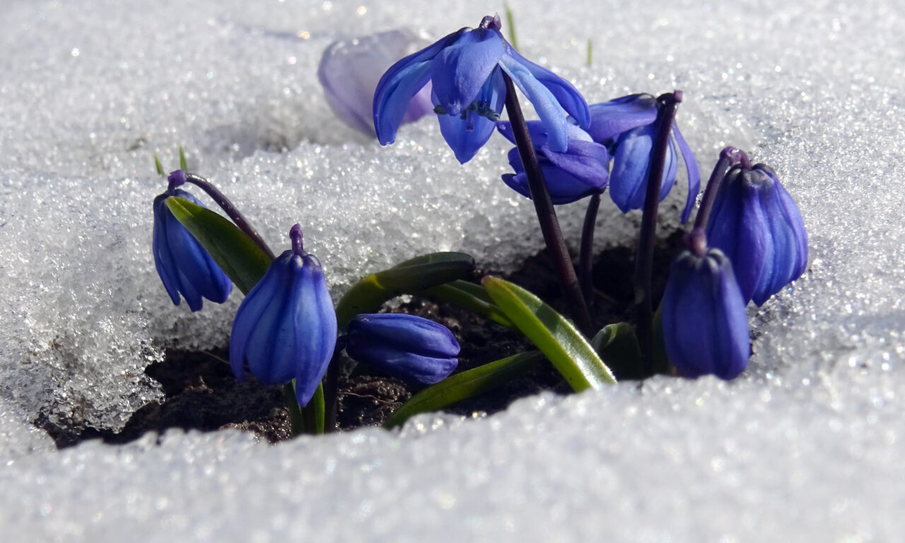 KARS (AA) – Kars'ın Sarıkamış ilçesinde, baharın müjdecisi olarak bilinen