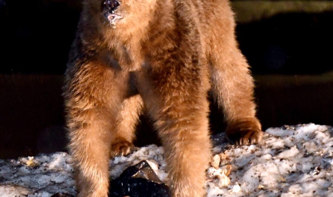 KARS (AA) – Kars'ın Sarıkamış ilçesindeki ormanlık alanda yaşayan bozayılar,