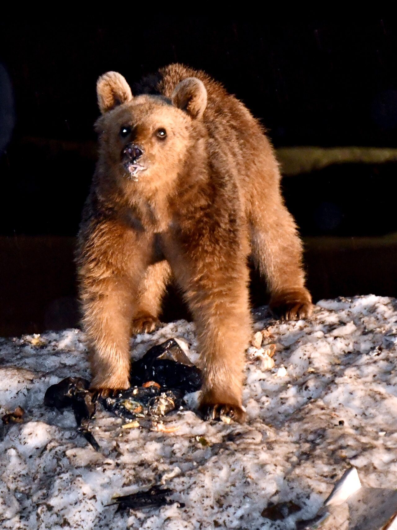 KARS (AA) – Kars'ın Sarıkamış ilçesindeki ormanlık alanda yaşayan bozayılar,