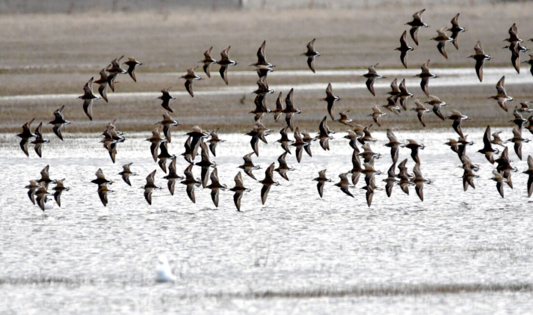 KARS (AA) – Kış mevsiminin uzun ve sert geçtiği Kars'ta,