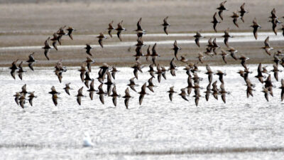 KARS (AA) – Kış mevsiminin uzun ve sert geçtiği Kars'ta,