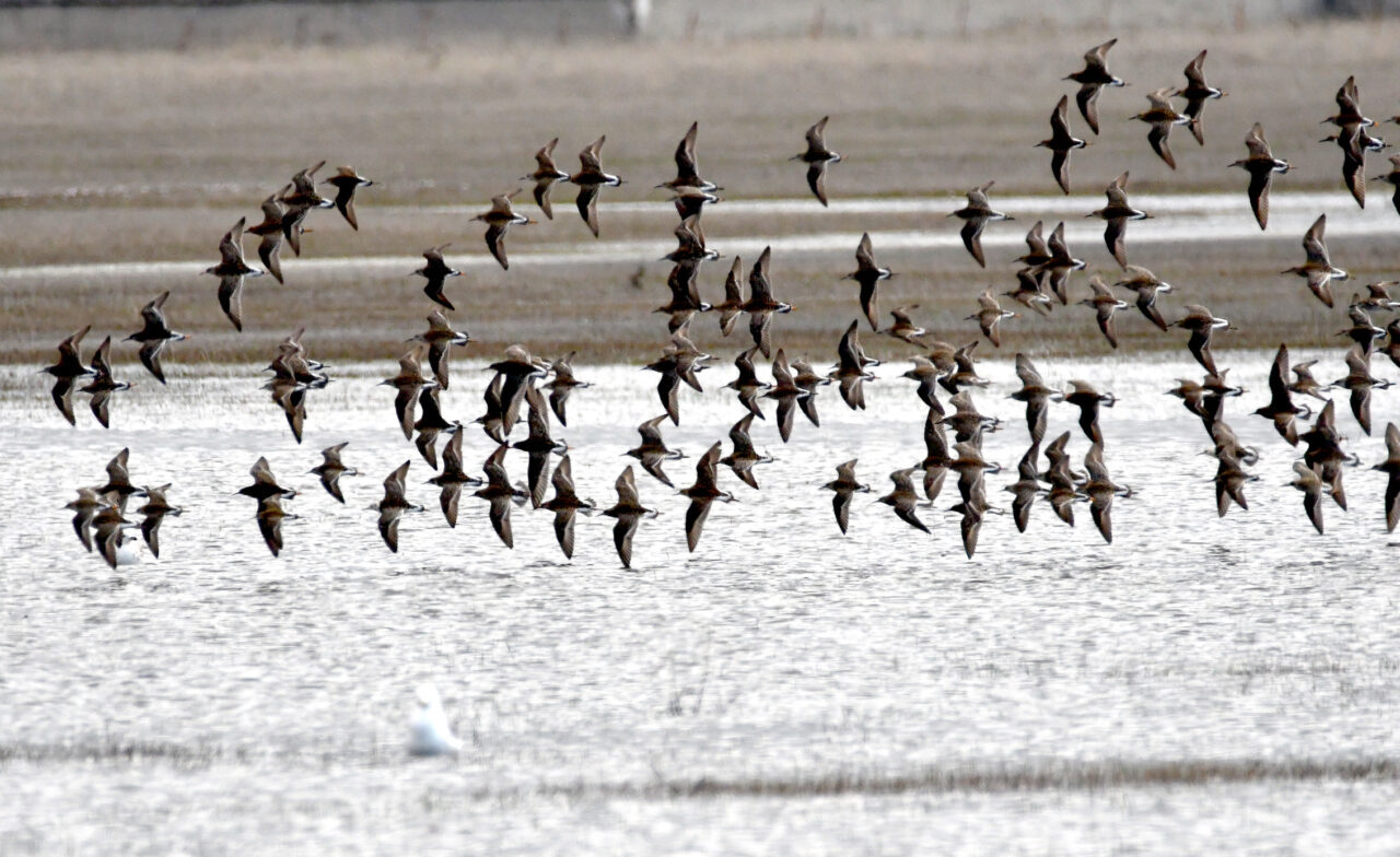 KARS (AA) – Kış mevsiminin uzun ve sert geçtiği Kars'ta,