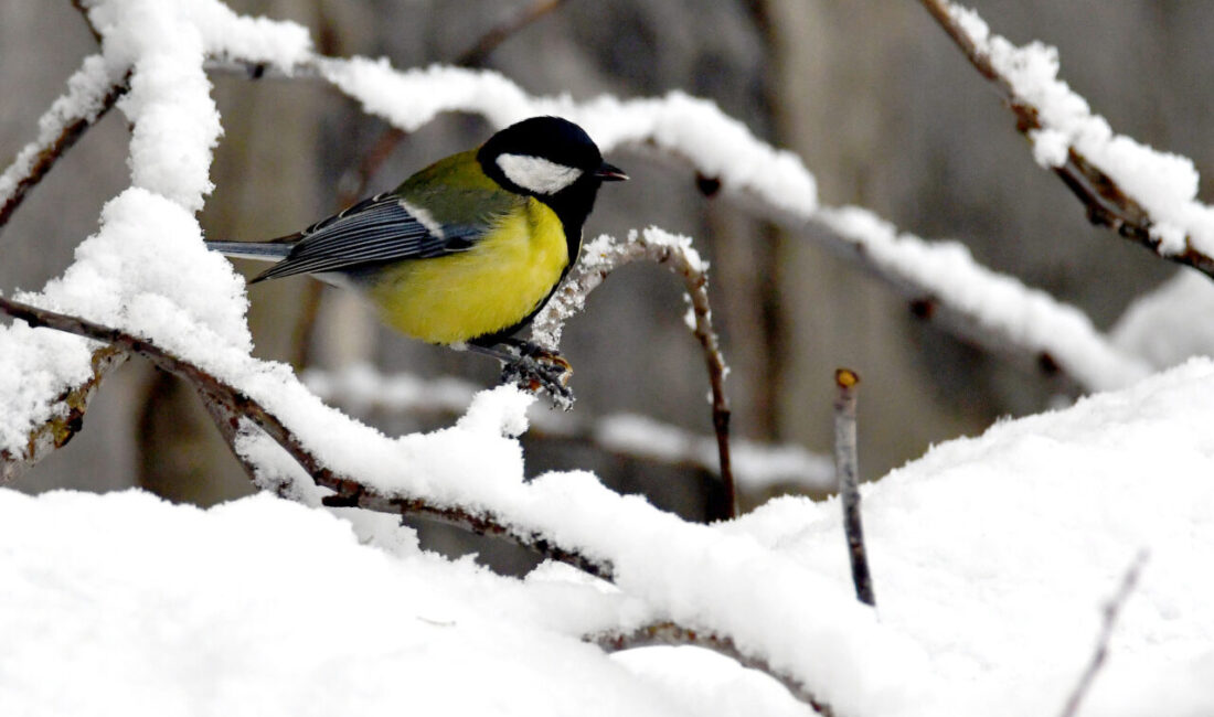 KARS/ARDAHAN (AA) – Kars ve Ardahan'da ilkbaharda kar yağışı etkili