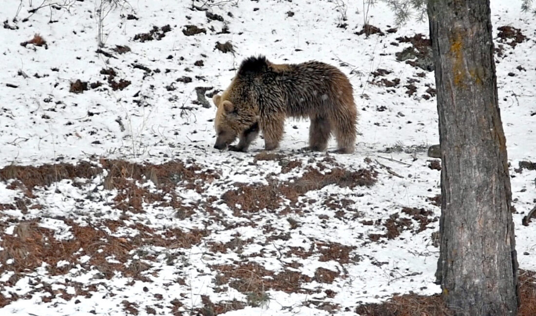 KARS (AA) – Kars'ın Sarıkamış ilçesinde kış uykusundan uyanan bozayı