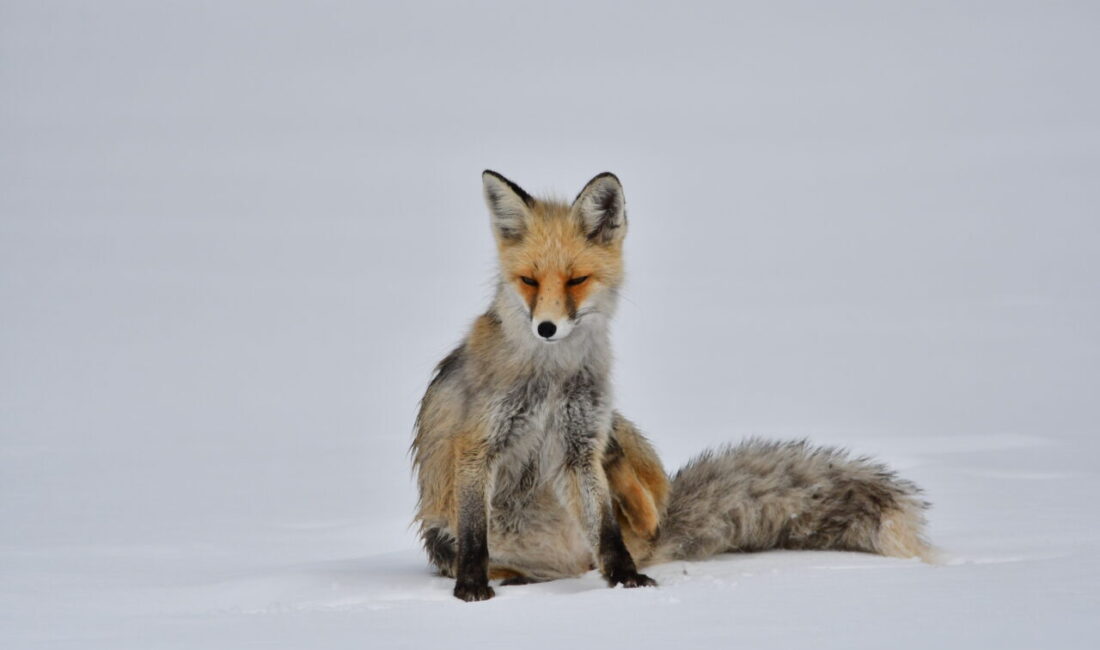 KARS (AA) – Türkiye'nin en yüksek yerleşim yerlerinden Kars'ın Sarıkamış