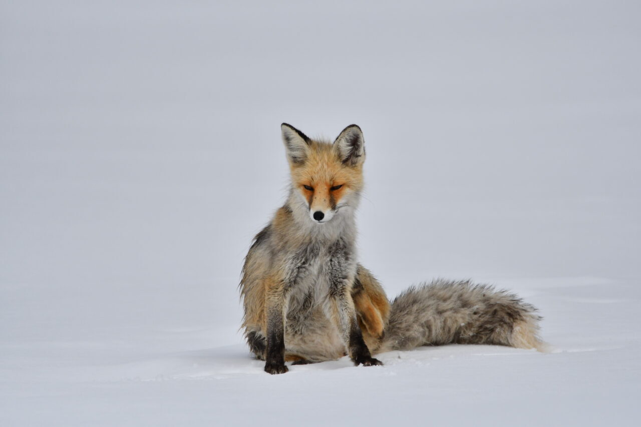 KARS (AA) – Türkiye'nin en yüksek yerleşim yerlerinden Kars'ın Sarıkamış
