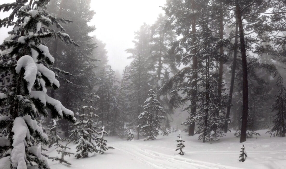 KARS (AA) – Kars'ın Sarıkamış ilçesinde sis etkili oldu. İlçede,