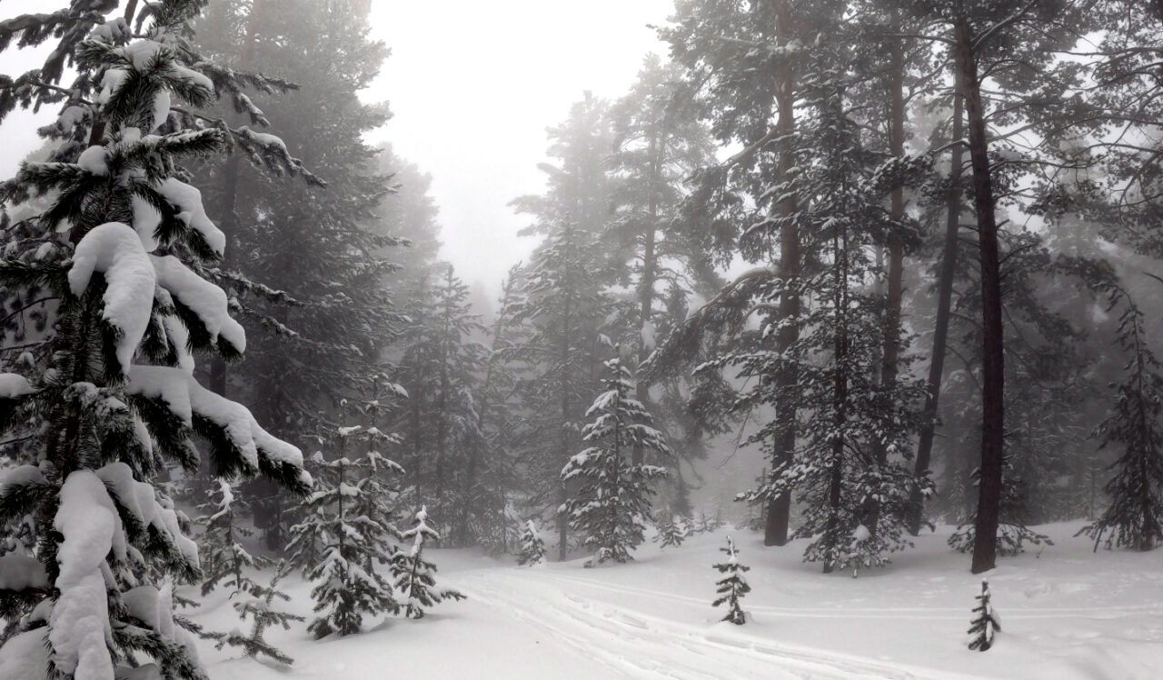 KARS (AA) – Kars'ın Sarıkamış ilçesinde sis etkili oldu. İlçede,