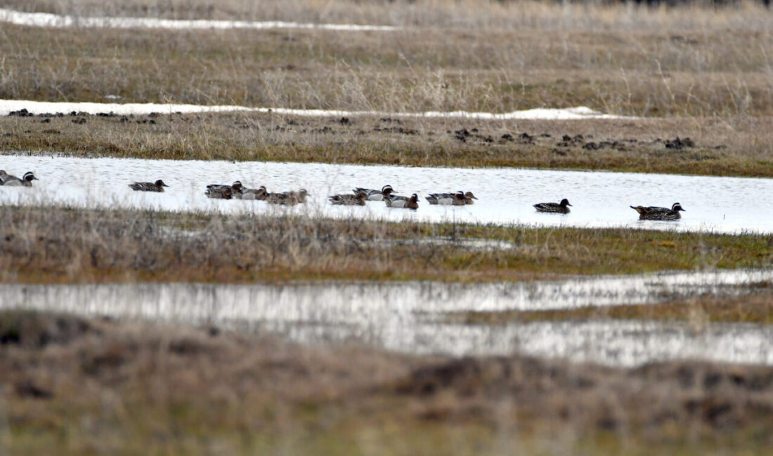 KARS (AA) – Kars'ın Sarıkamış ilçesindeki bazı sulak alanlar, göçmen