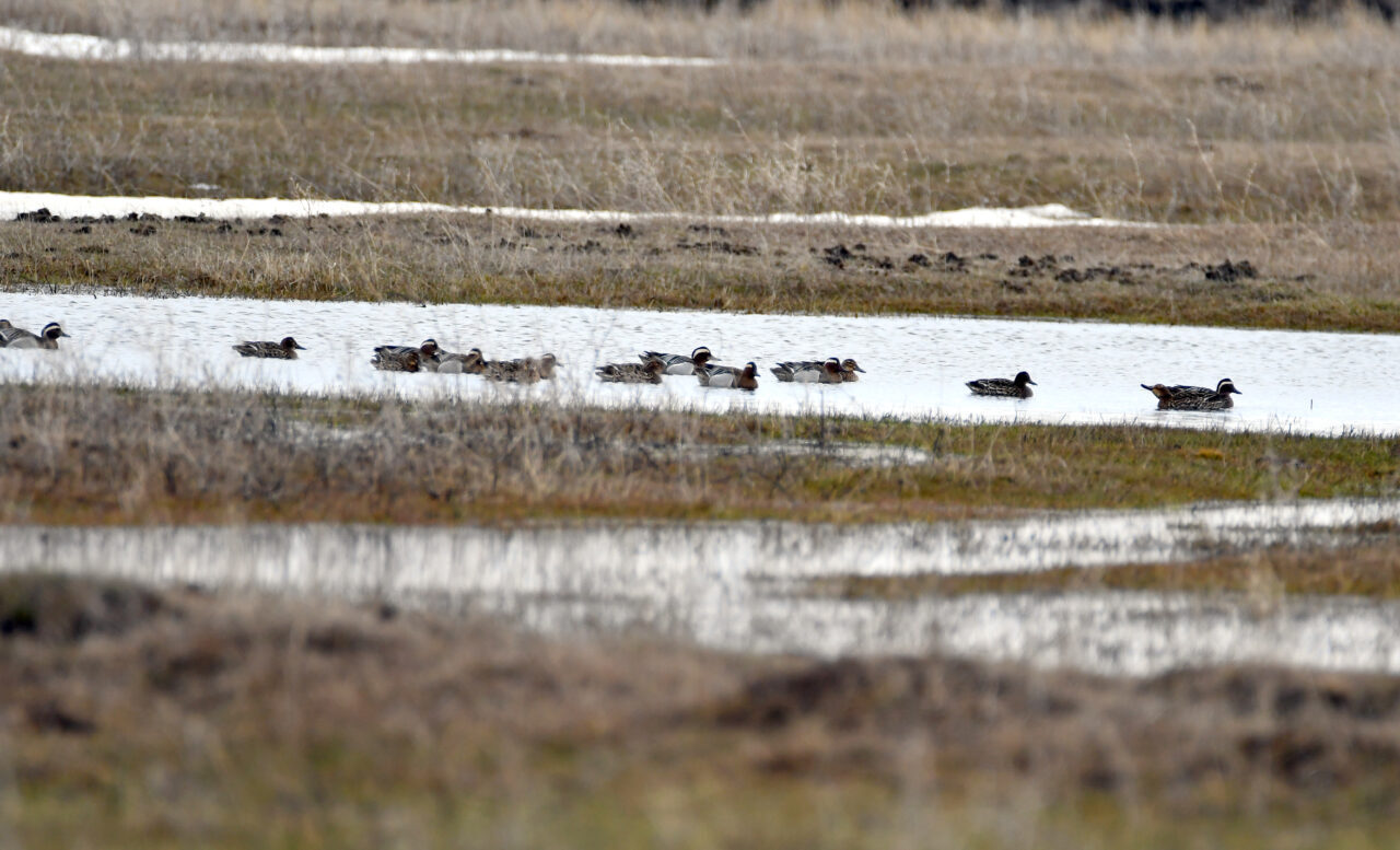 KARS (AA) – Kars'ın Sarıkamış ilçesindeki bazı sulak alanlar, göçmen