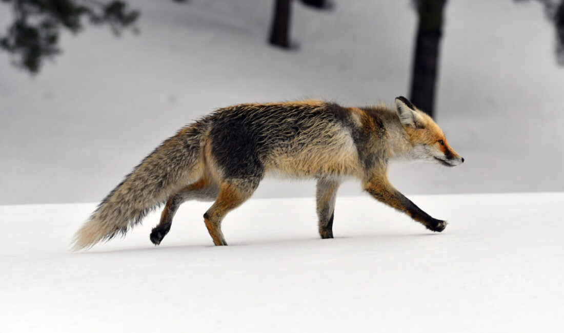 KARS (AA) – Kars'ın Sarıkamış ilçesinde, ilkbaharda etkili olan kar