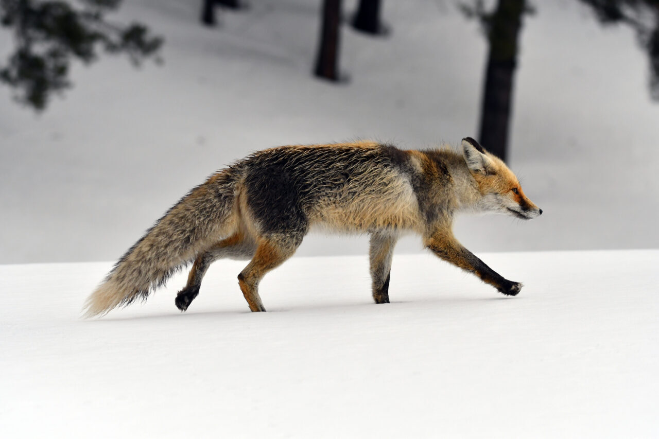 KARS (AA) – Kars'ın Sarıkamış ilçesinde, ilkbaharda etkili olan kar