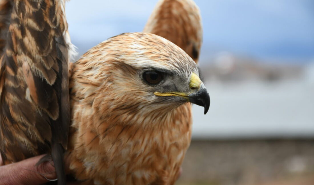 KARS (AA) – Kars'ın Sarıkamış ilçesinde yaralı halde bulunan kızıl