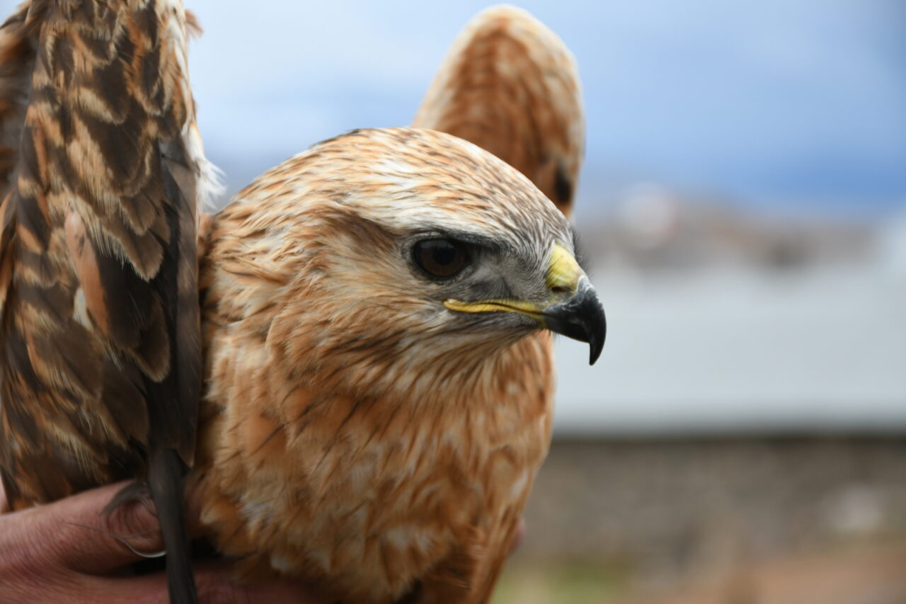 KARS (AA) – Kars'ın Sarıkamış ilçesinde yaralı halde bulunan kızıl