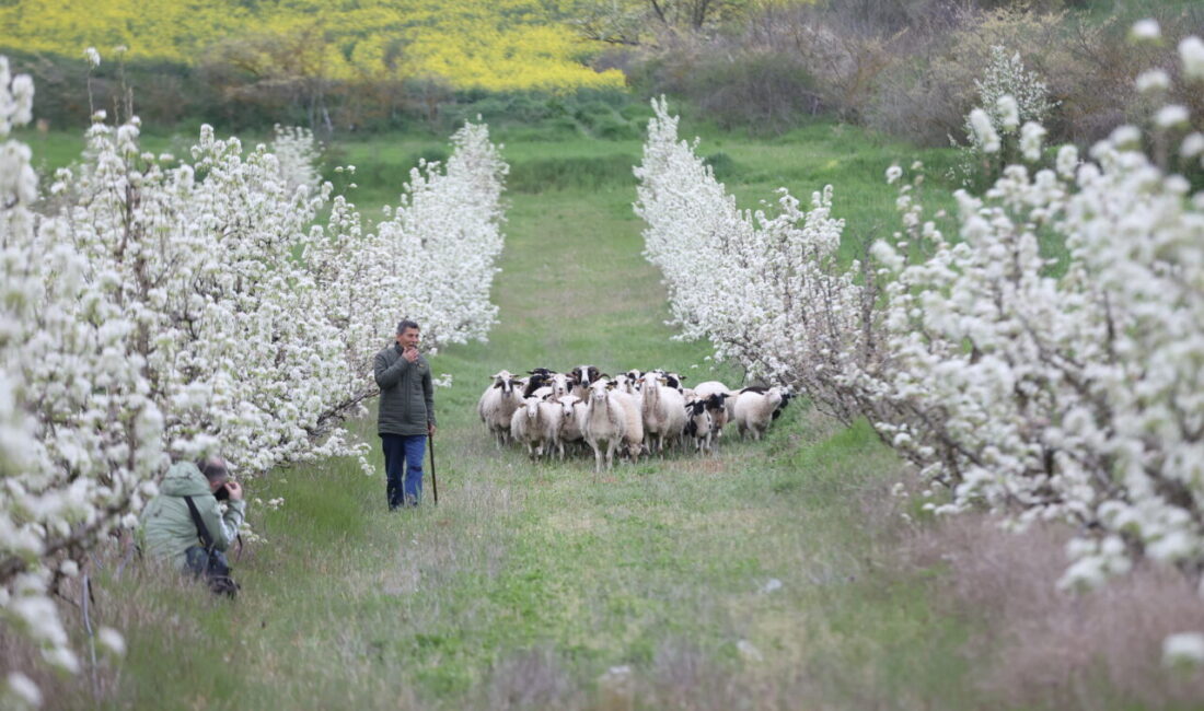 KIRKLARELİ (AA) – Kırklareli'nin Pehlivanköy ilçesinde havaların ısınmasıyla meyve ağaçları