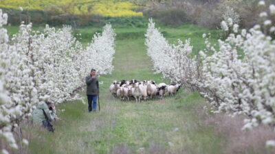 KIRKLARELİ (AA) – Kırklareli'nin Pehlivanköy ilçesinde havaların ısınmasıyla meyve ağaçları