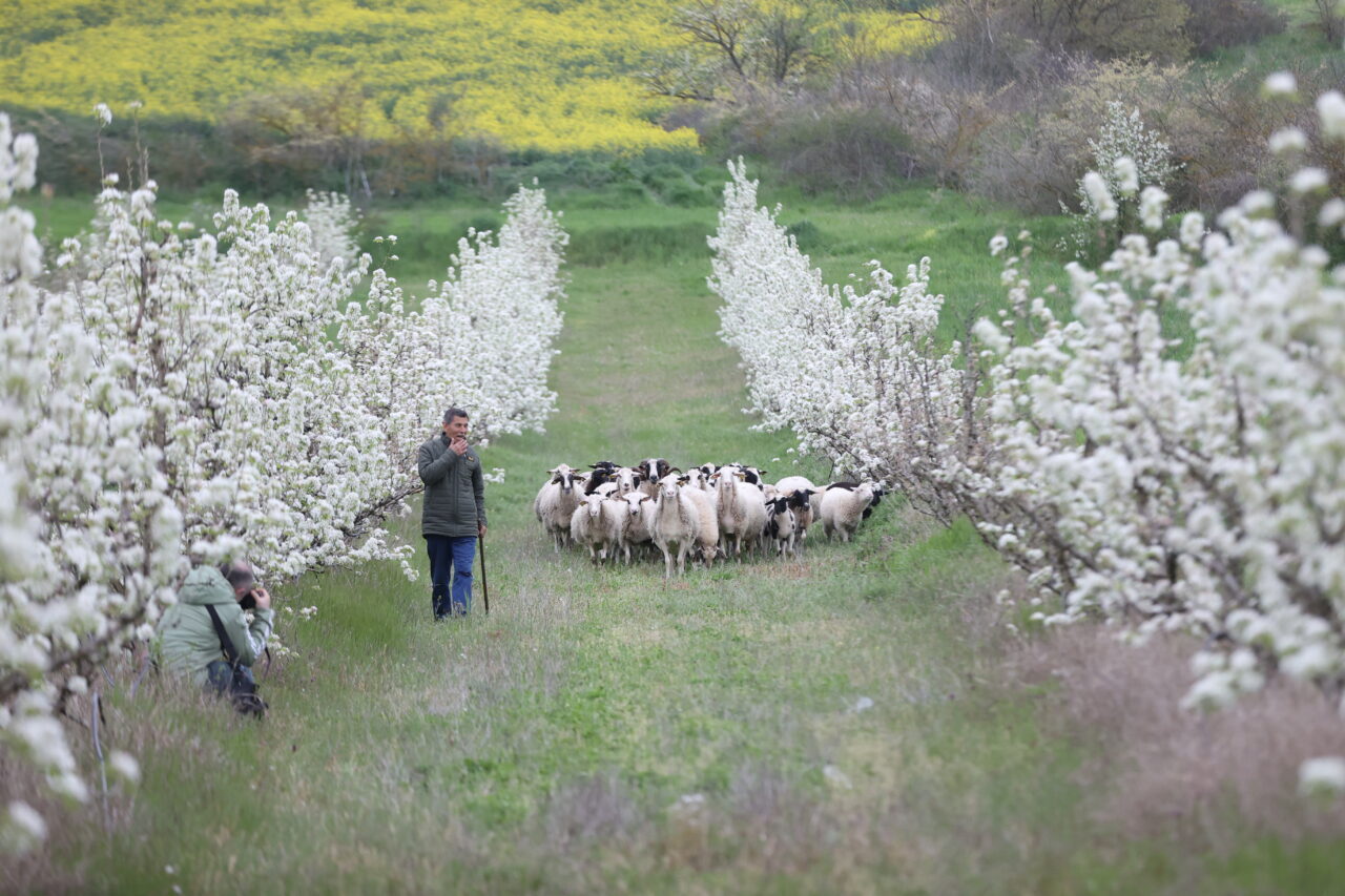 KIRKLARELİ (AA) – Kırklareli'nin Pehlivanköy ilçesinde havaların ısınmasıyla meyve ağaçları