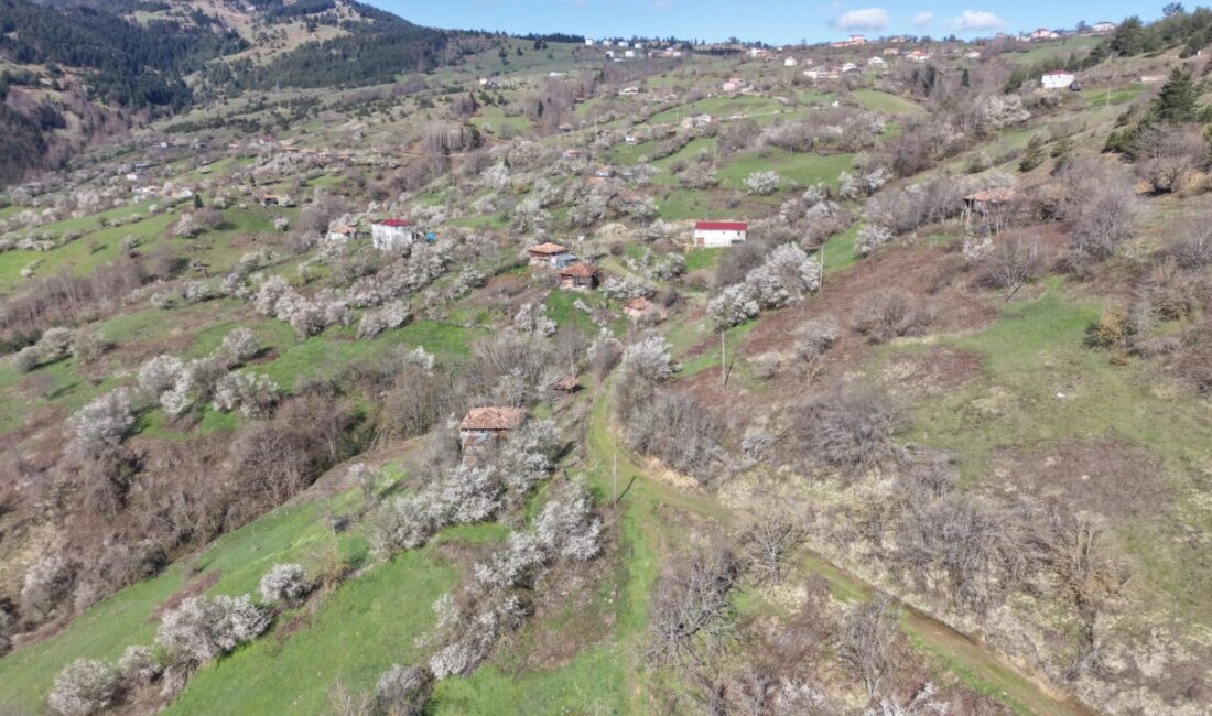 SAMSUN (AA) – Samsun'un Alaçam ilçesine bağlı 1020 rakımlı Kızlan