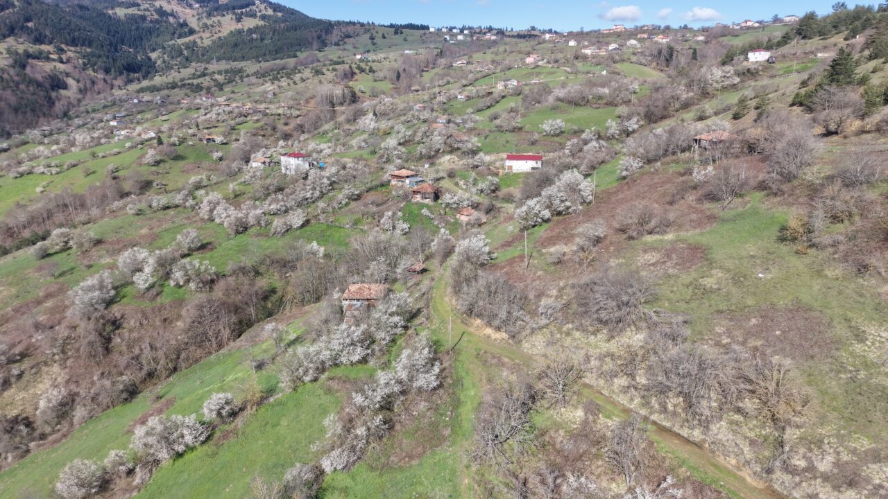SAMSUN (AA) – Samsun'un Alaçam ilçesine bağlı 1020 rakımlı Kızlan