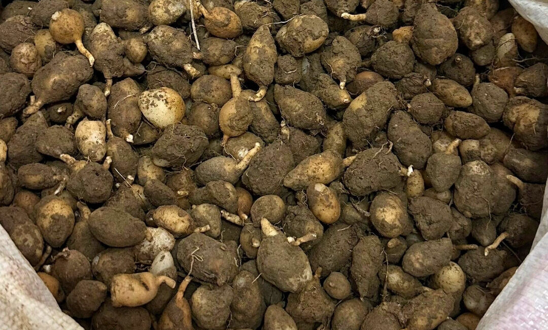 KOCAELİ (AA) – Kocaeli'nin Gebze ilçesinde, nesli tehlike altında bulunan