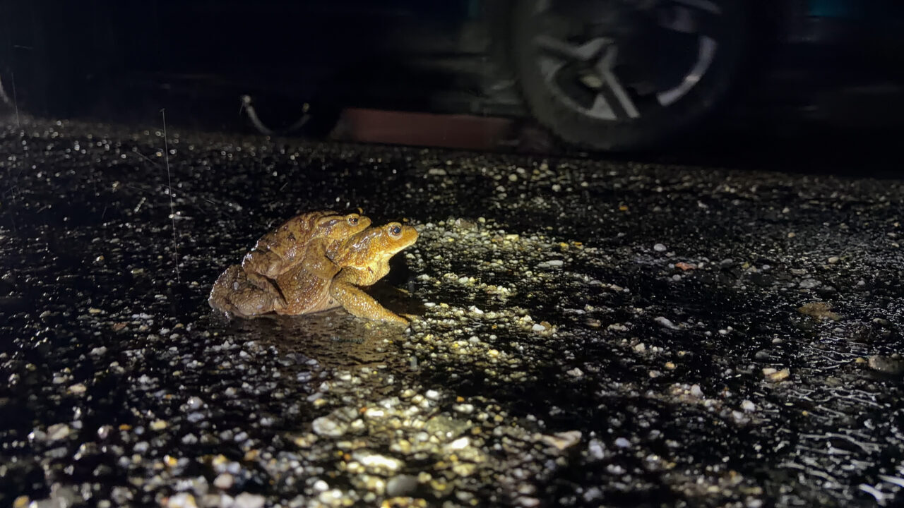 KÜTAHYA (AA) – Kütahya'nın Domaniç ilçesinde yaklaşık 5 bin yıldır