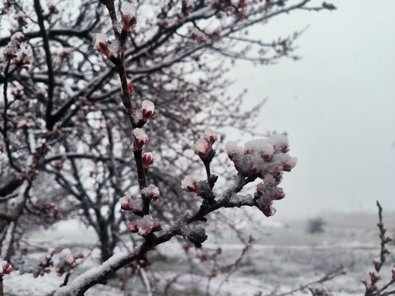 MALATYA (AA) – Malatya'da ilkbaharda kar etkili oluyor. Kent merkezinde